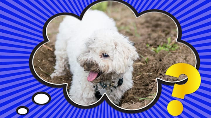 Dirt is not part of a balanced diet.