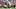 New England Patriots offensive tackle Will Campbell (66)