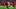 Dec 21, 2025; Houston, Texas, USA; Houston Texans cornerback Derek Stingley Jr. (24) returns an interception for a touchdown 