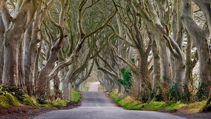 Ireland's Dark Hedges, a row of beech trees curved over a road Ireland's Dark Hedges, a row of beech trees curved over a road