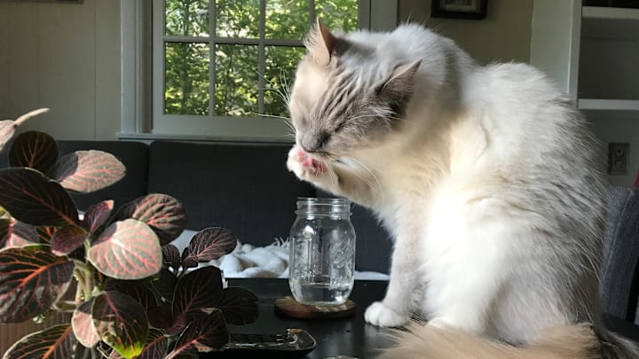 Their paws may come for your water, too.