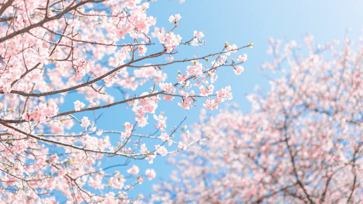Cherry blossoms in Japan.