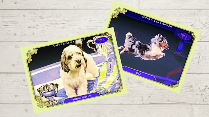 Westminster Kennel Club Topps Allen & Ginter. Photo courtesy: Topps