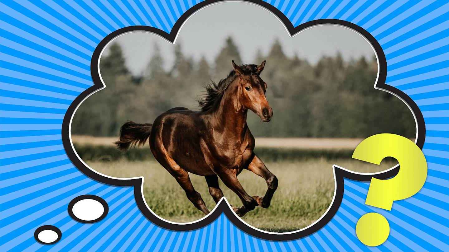 How Much Horsepower Does a Horse Have?