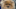 A fluffy, golden brown Pomeranian. A fluffy, golden brown Pomeranian.