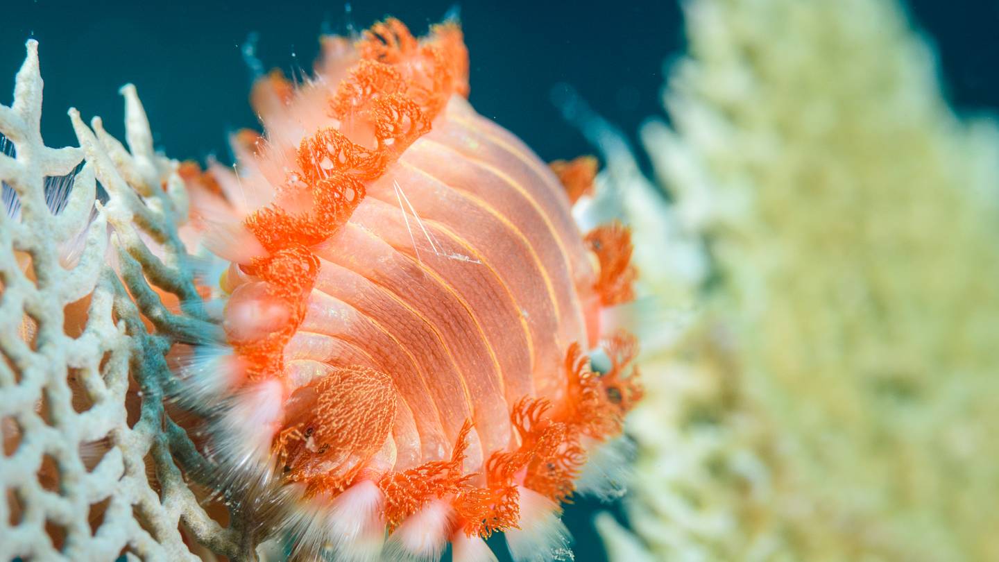 Beachgoers, Beware: Venomous Fireworms Have Been Spotted on Texas Shores