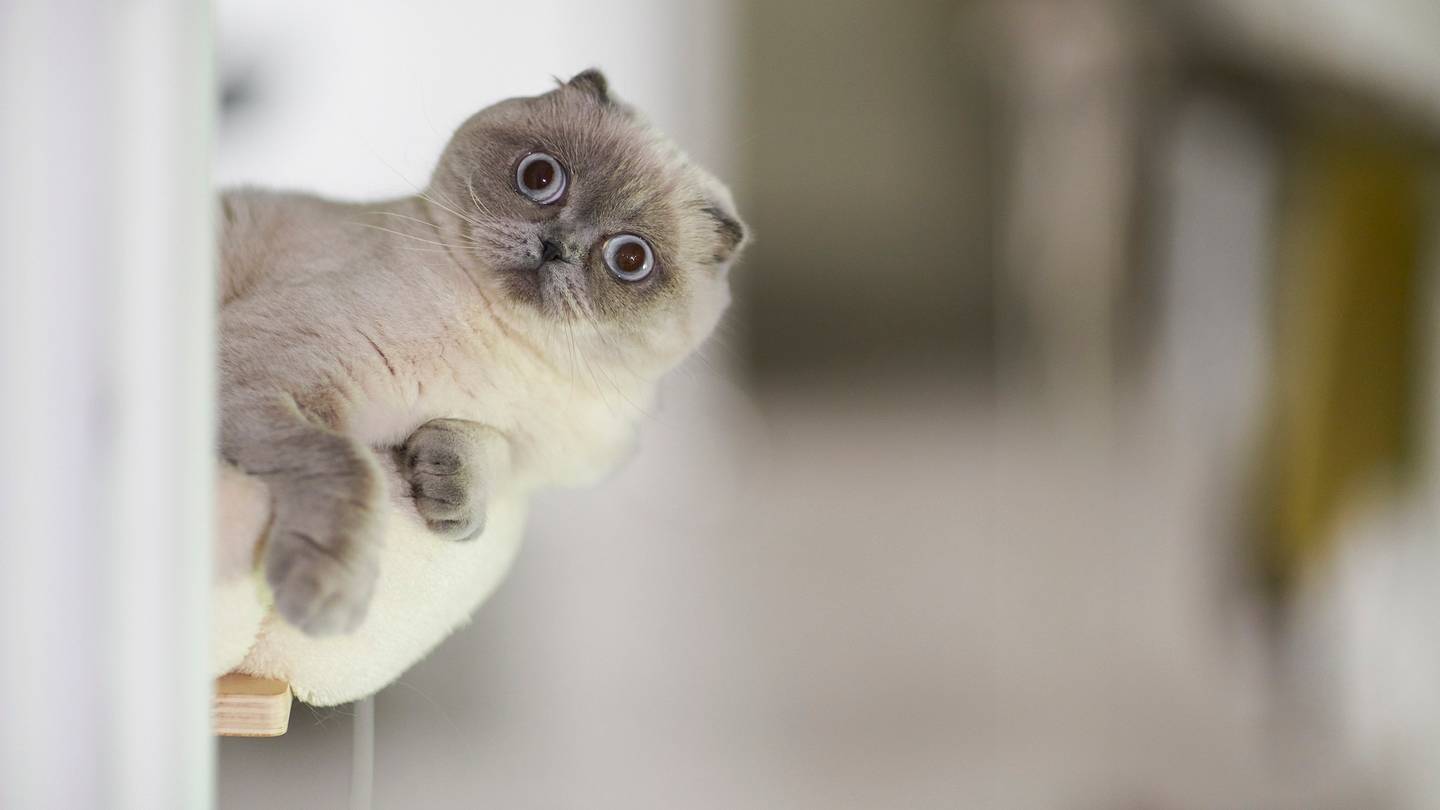 Why Do Cats Respond to âPspspsâ?