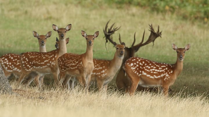 When do fawns lose their spots discount