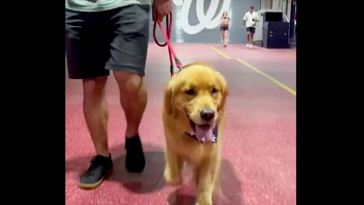 Bruce the bat dog ahead of his MLB debut