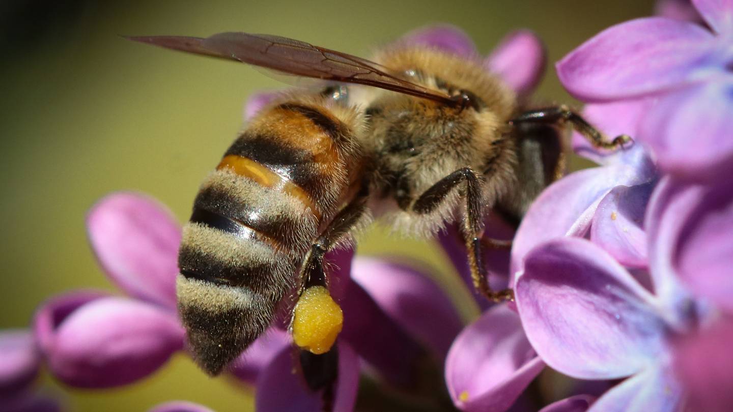 Science Buzz: A New Honeybee Vaccine Could Help Save Colonies