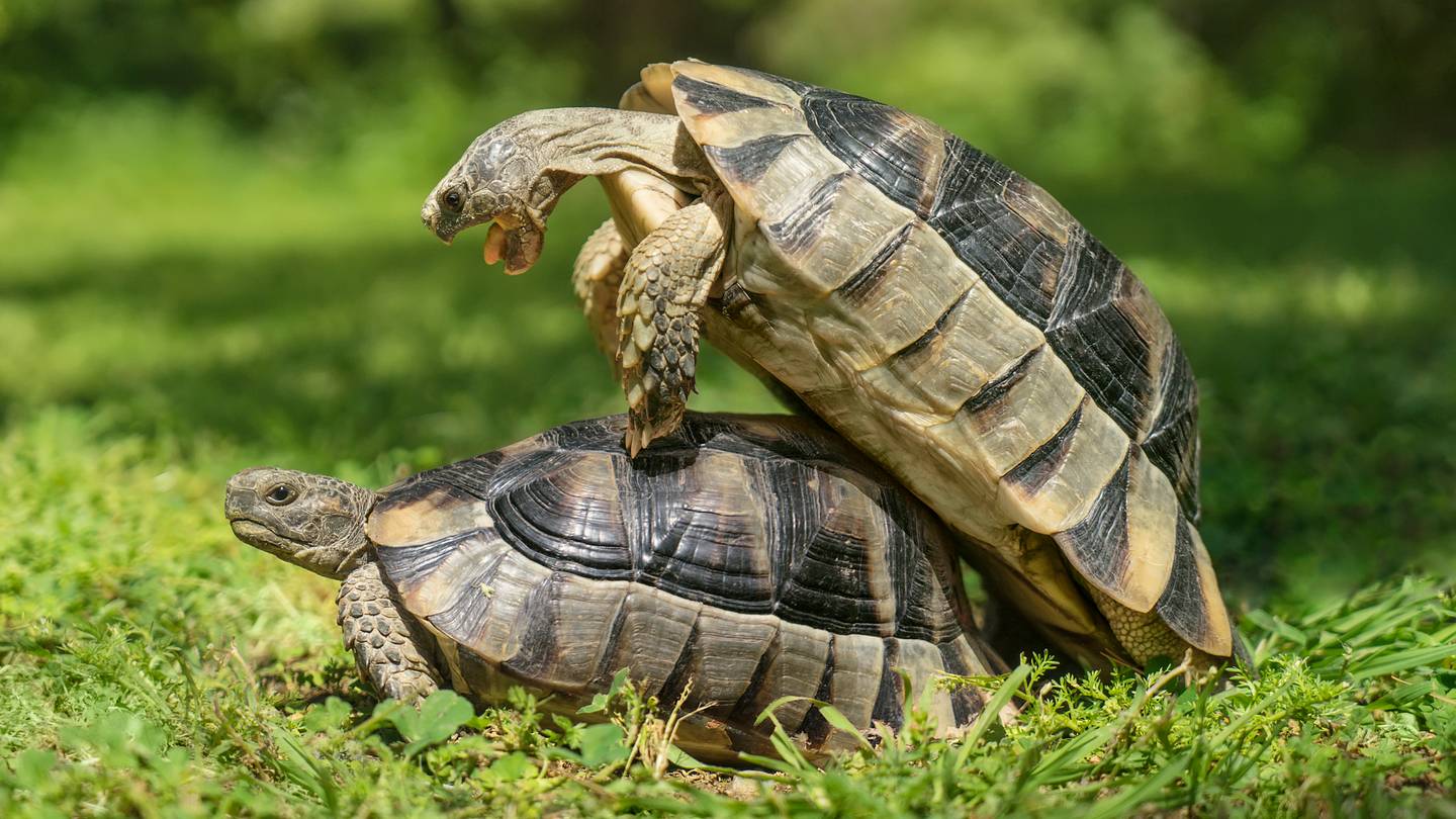 10 Surprising Facts About Animal Sex