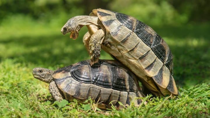 Turtle mating makes for some funny sound effects.