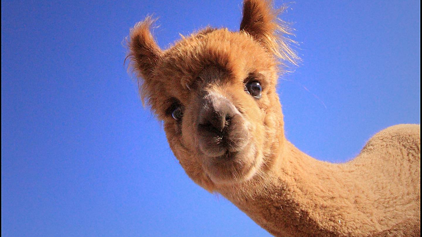 Therapy Llama and Alpaca Comfort Anxious Travelers at Portland Airport
