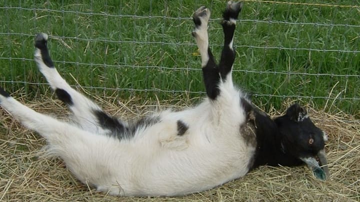 Chivas fue eliminado en el repechaje en un dramático partido ante el Puebla