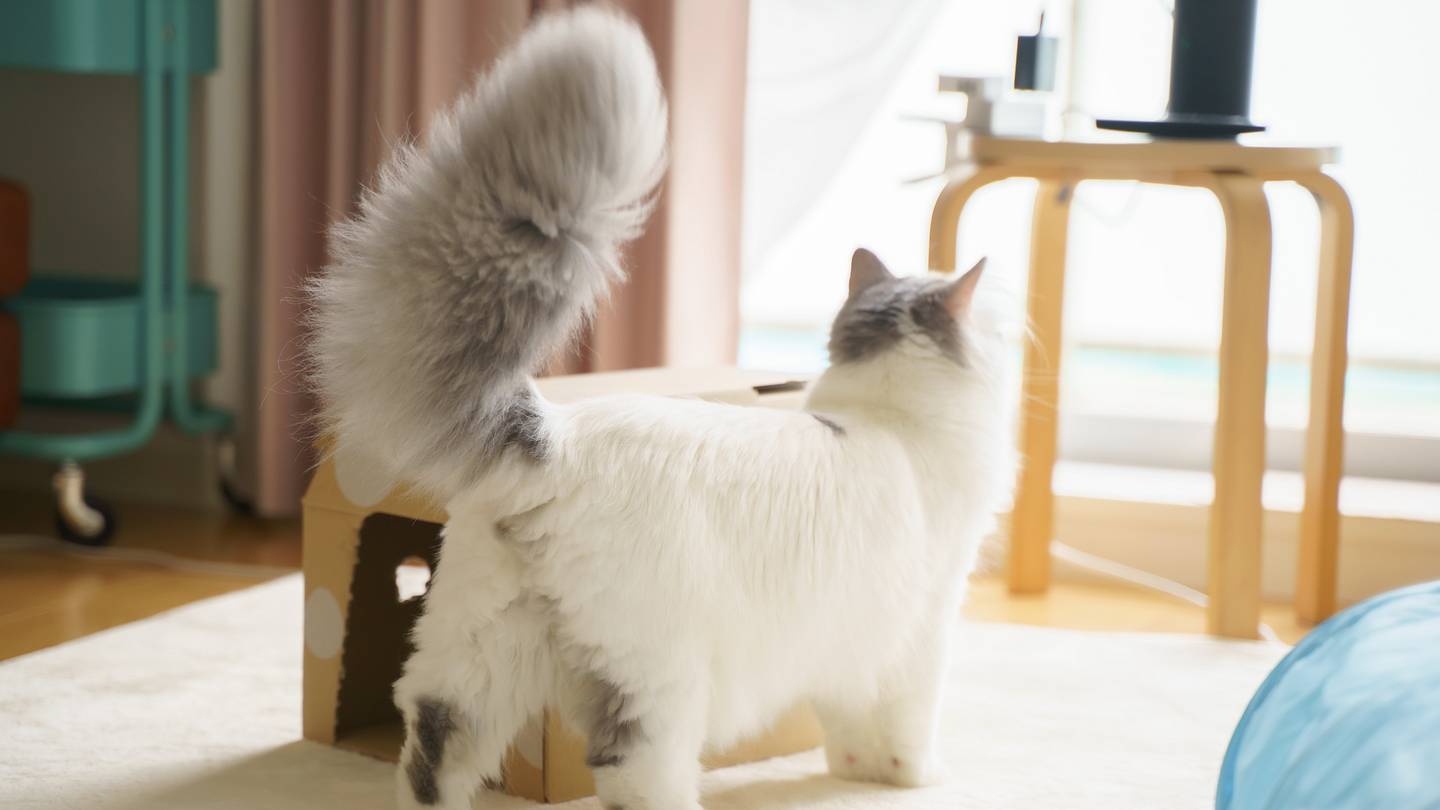 Why Is My Catâs Tail All Puffed Up?