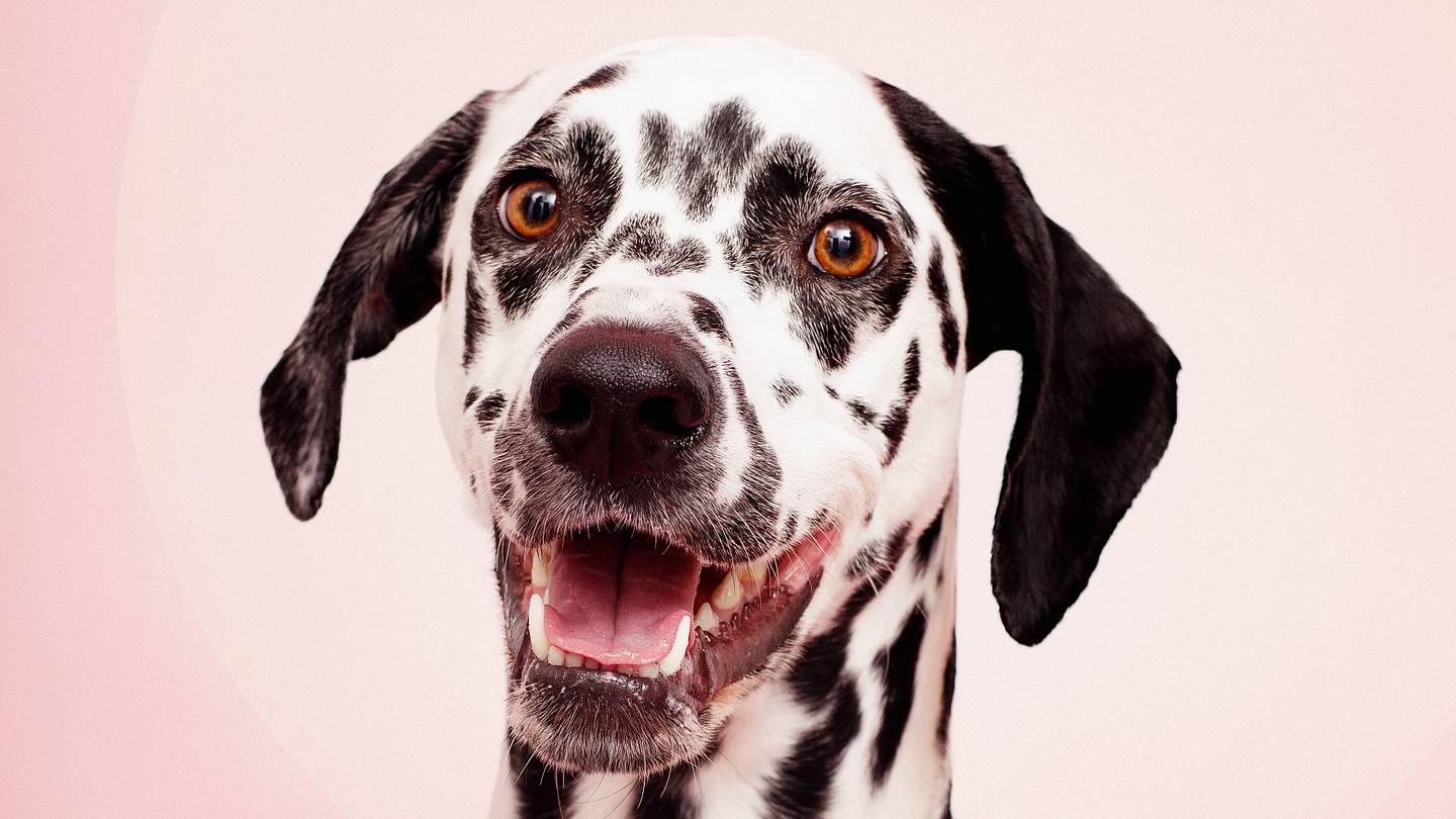 11 Facts About Dalmatians