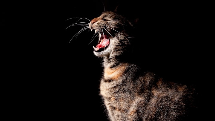 “Wake up, human!” 