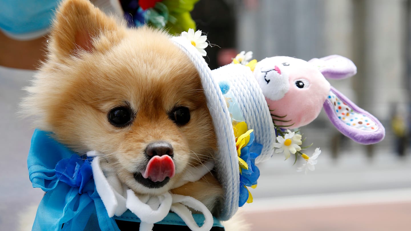 Five Easter foods that your dog should avoid