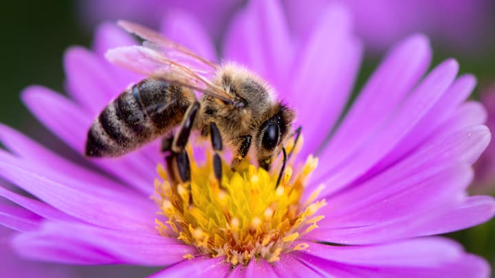 Bees are being exposed to microplastics, and that's not good for anyone.