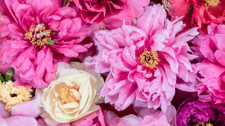 Impress your green-thumbed friends with your knowledge of flower names.