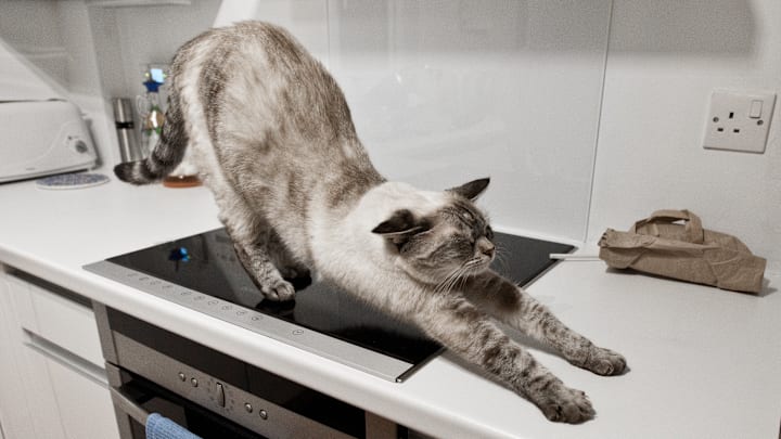 How to Keep Your Cat Off the Counter
