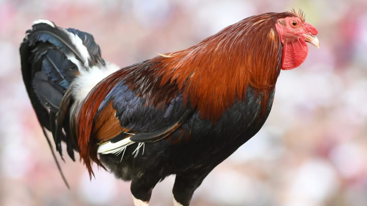 The University of South Carolina Spring football game took place at William-Brice Big Stadium on April 24, 2024. The mascot Sir Spur is taken to the field