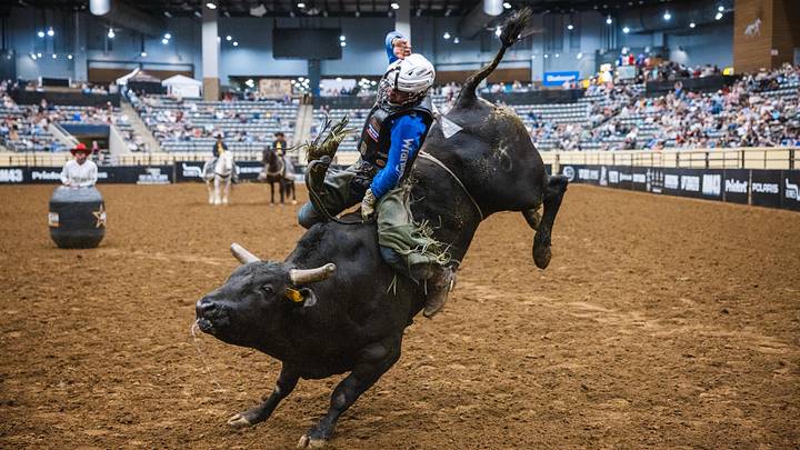 Bull rider Bull rider