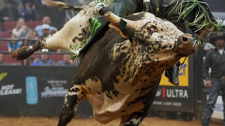 Bull Riding Bull Riding