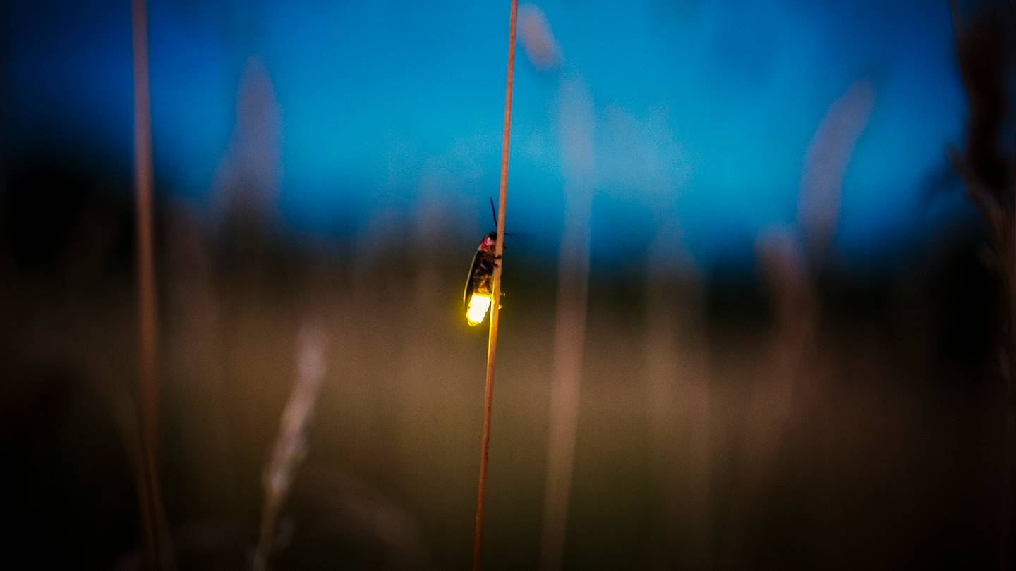 Why There Are Fewer Fireflies Today
