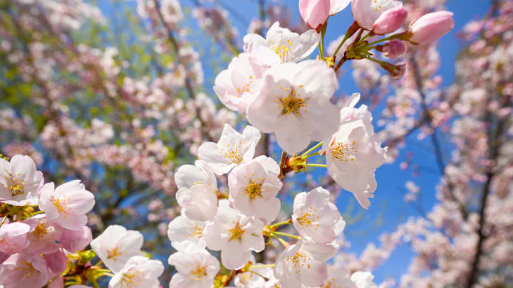 Sakura cherry blossoms reaching peak
