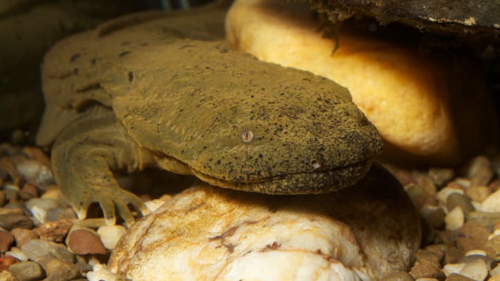 An eastern hellbender, North America's largest salamander.