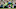 Obafemi Martins frequently celebrated goals with a flip Obafemi Martins frequently celebrated goals with a flip