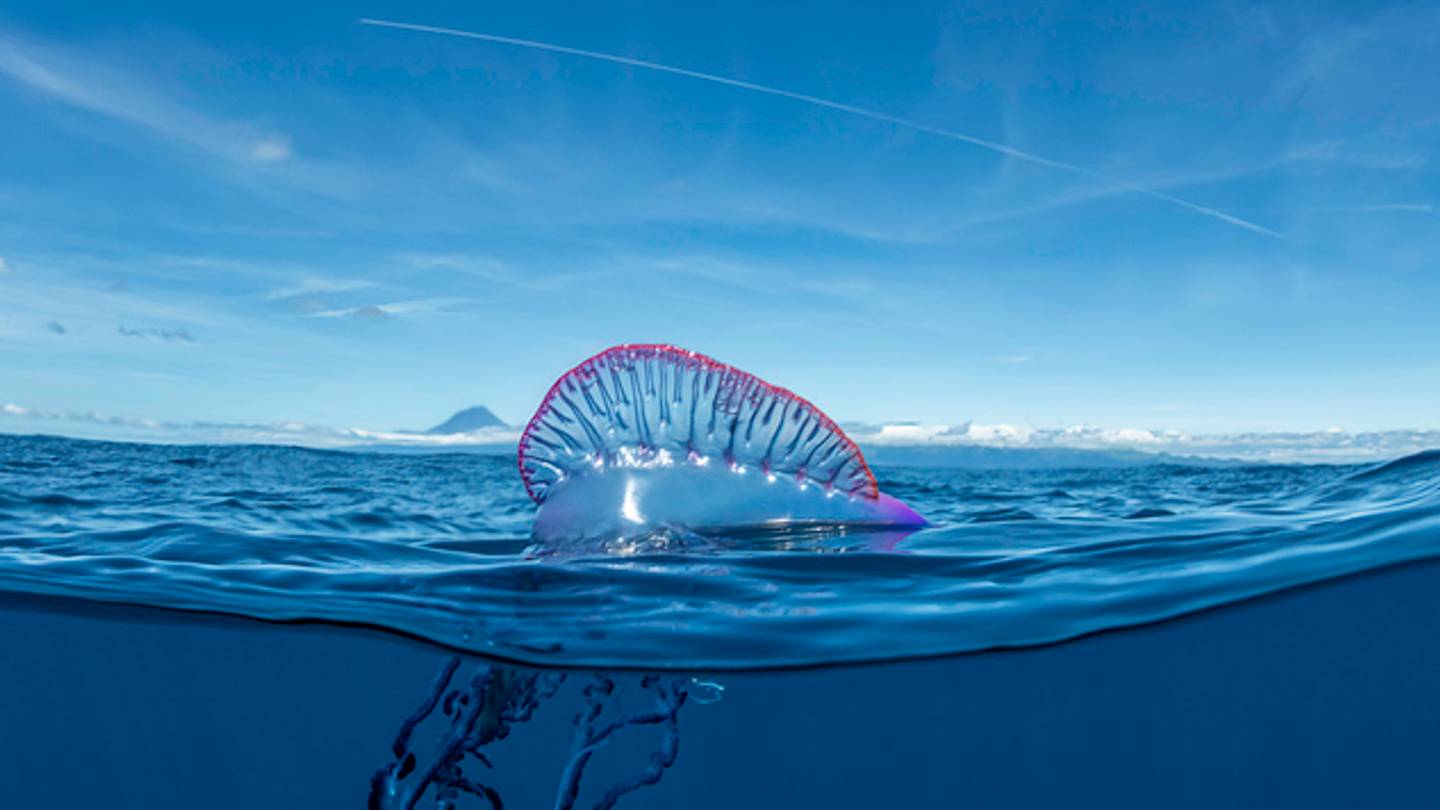 10 Facts About the Portuguese Man O' War