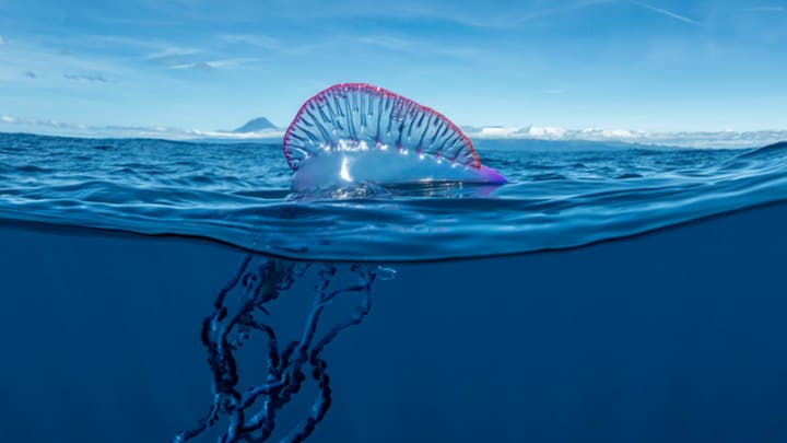 A Portuguese man o’ war in the Azores.