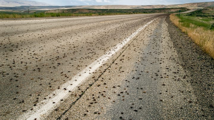Mormon crickets on the road in Oregon.