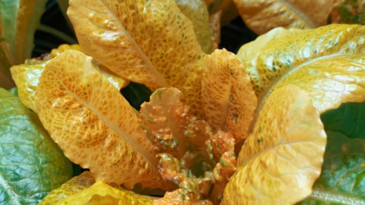 Lettuce has never looked so striking.