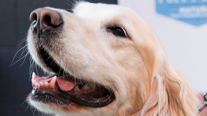 SoulPancake's Puppypalooza Party