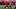 Utah Utes quarterback Devon Dampier Utah Utes quarterback Devon Dampier