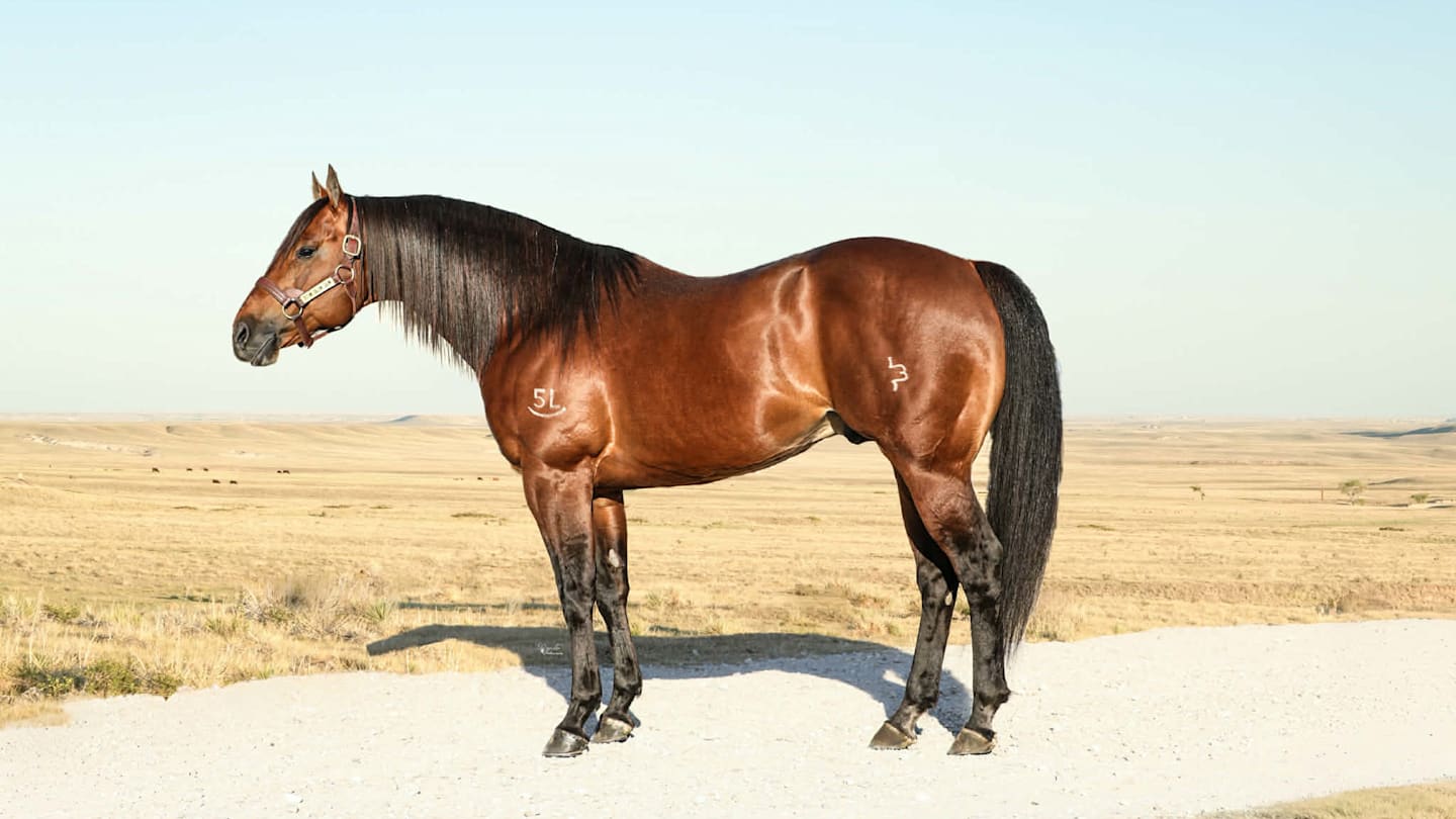 Top Barrel Horse Sire Finds New Home With NFR Qualifier at BFA Select Sale