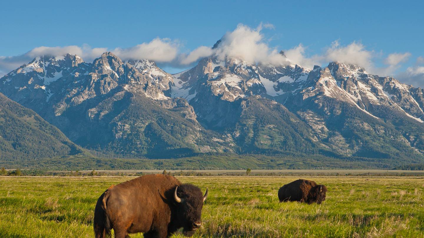Whatâs the Difference Between Bison and Buffalo?
