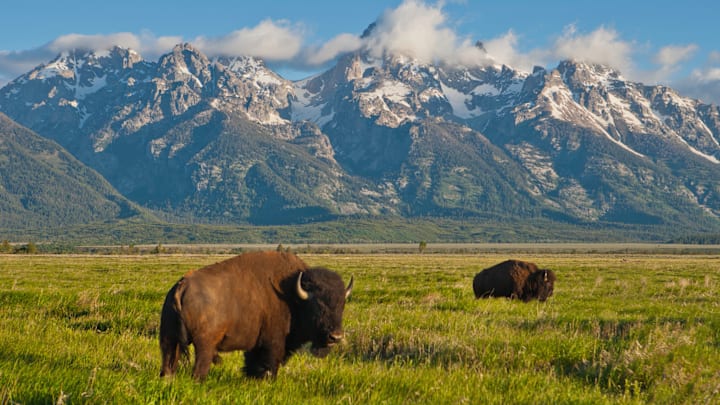 Bison grazing in Grand Teton National Park.