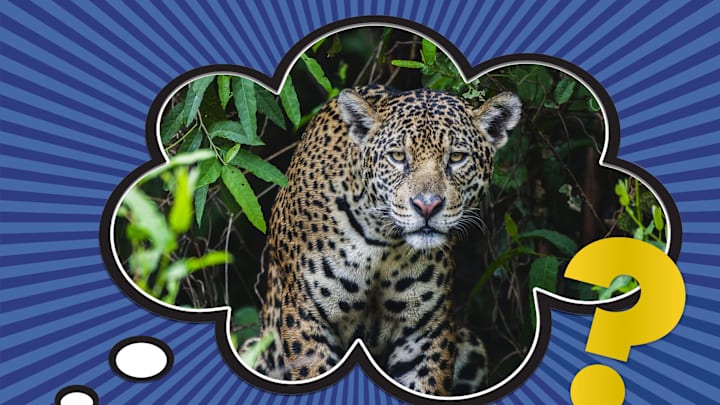 This picture contains clues to the big cat’s identity.