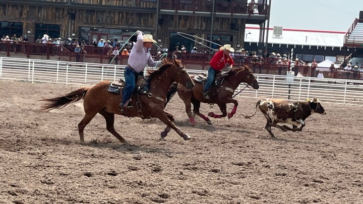 Team ropers Brady and Riley Minor finished their quarterfinal run at Cheyenne Frontier Days in 9.4 seconds, earning them a spot in the upcoming semifinals. Team ropers Brady and Riley Minor finished their quarterfinal run at Cheyenne Frontier Days in 9.4 seconds, earning them a spot in the upcoming semifinals.