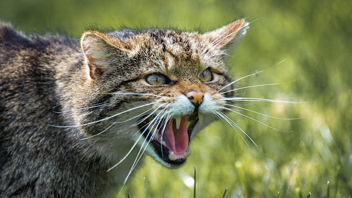 A Scottish wildcat, likely with some domestic house cat mixed in.