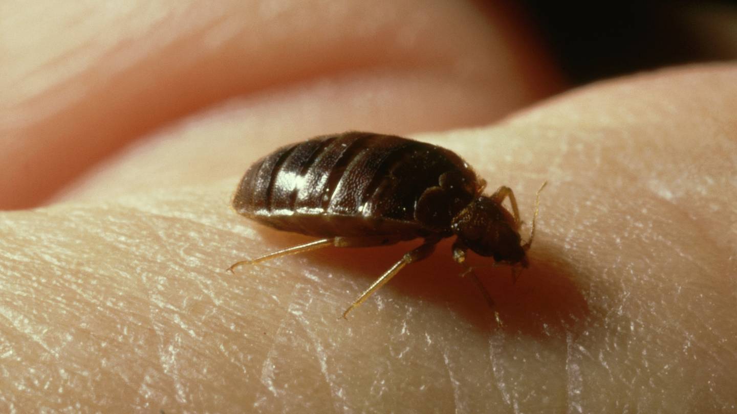Study Identifies Genetic Mutations That Make Bed Bugs Hard to Kill