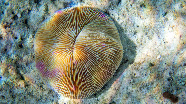 Some mushroom coral species can move.