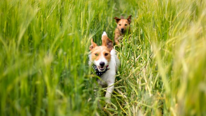 The DOG 6 will make you worry less about your dog‘s wellbeing.