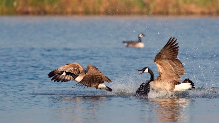 No wild geese were harmed in the making of this idiom.