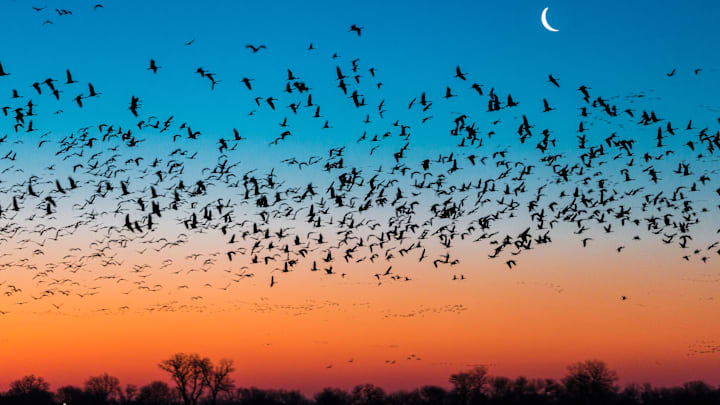 Sandhill cranes over Nebraska's Platte River.
