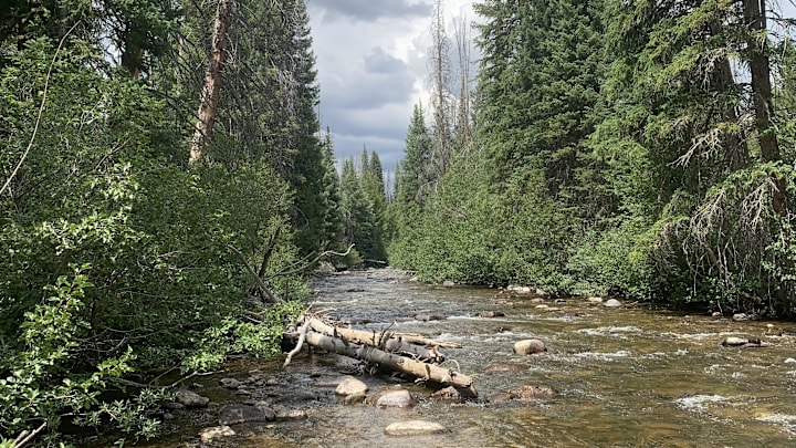 Wading a tributary trout stream. 